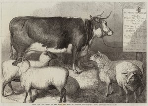 Nagroda Cow and Sheep na wystawie rolniczej Bath and West of England w Southampton